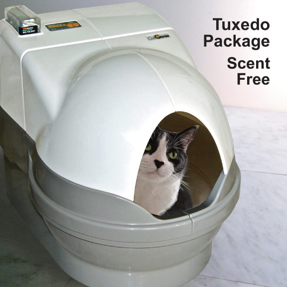 malinois dock diving